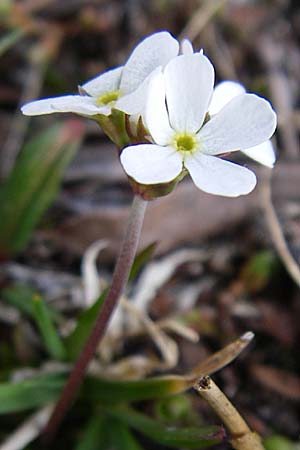 Androsace obtusifolia \ Stumpfblttriger Mannsschild / Blunt-Leaved Rock Jasmine, F Col Agnel 22.6.2008