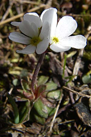 Androsace obtusifolia \ Stumpfblttriger Mannsschild / Blunt-Leaved Rock Jasmine, F Col Agnel 22.6.2008