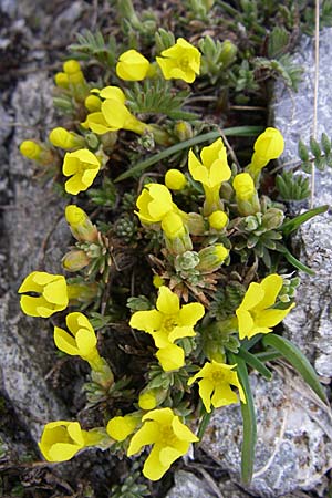 Androsace vitaliana \ Vitals Goldprimel / Vital's Rock Jasmine, F Col Agnel 22.6.2008