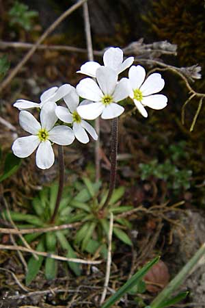 Androsace obtusifolia \ Stumpfblttriger Mannsschild / Blunt-Leaved Rock Jasmine, F Col Agnel 22.6.2008