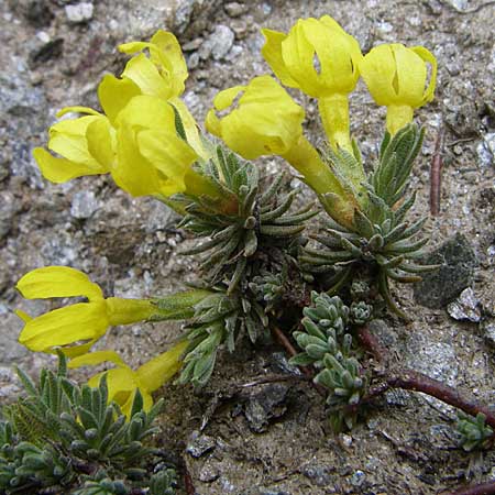 Androsace vitaliana \ Vitals Goldprimel / Vital's Rock Jasmine, F Col Agnel 22.6.2008