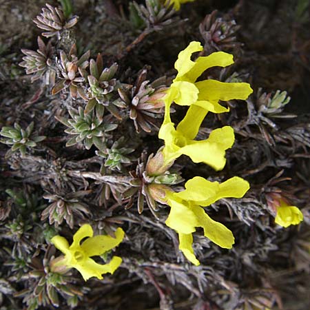 Androsace vitaliana \ Vitals Goldprimel / Vital's Rock Jasmine, F Col Agnel 22.6.2008