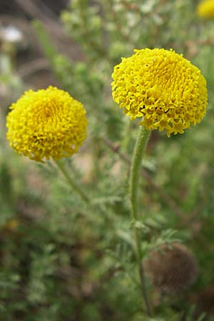 Anthemis cretica \ Kretische Hundskamille / Rayless Chamomile, F Toreilles 24.6.2008