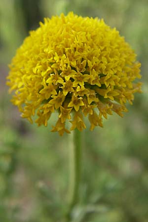 Anthemis cretica \ Kretische Hundskamille / Rayless Chamomile, F Toreilles 24.6.2008
