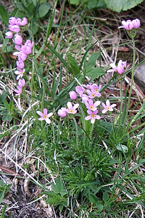 Androsace halleri \ Hallers Mannsschild / Haller's Rock Jasmine, F Pyren&auml;en/Pyrenees, Eyne 25.6.2008