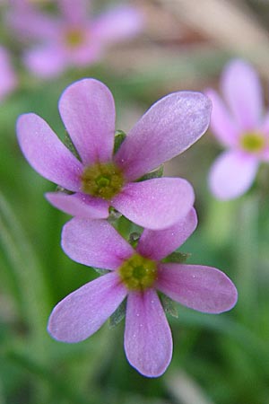 Androsace halleri \ Hallers Mannsschild / Haller's Rock Jasmine, F Pyren&auml;en/Pyrenees, Eyne 25.6.2008