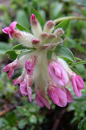 Anthyllis vulneraria subsp. boscii \ Pyren�en-Wundklee, F Pyren&auml;en, Col de Pailh&egrave;res 27.6.2008