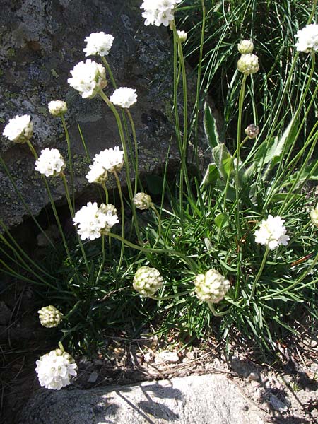 Armeria pubinervis \ Kantabrische Grasnelke / Cantabrian Thrift, F Col de Lautaret Botan. Gar.  28.6.2008