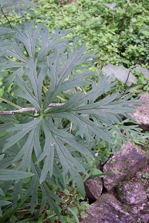 Aconitum napellus subsp. lusitanicum \ Neuberger Eisenhut / Neuberg Monk's-Hood, F Vogesen/Vosges, Col de la Schlucht 5.8.2008