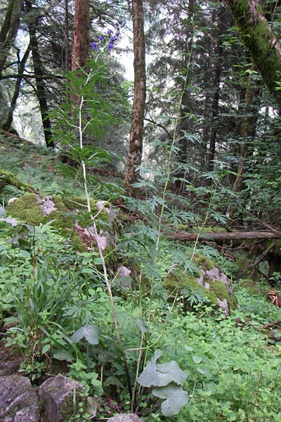 Aconitum napellus subsp. lusitanicum \ Neuberger Eisenhut / Neuberg Monk's-Hood, F Vogesen/Vosges, Col de la Schlucht 5.8.2008