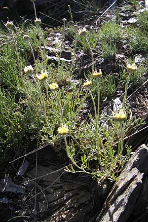 Anthemis cretica \ Kretische Hundskamille / Rayless Chamomile, F Mont Aigoual 29.5.2009