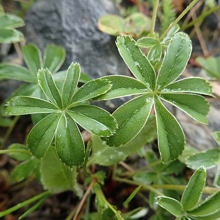 Alchemilla nitida \ Glanz-Frauenmantel / Silver Lady's Mantle, F Col de la Bonette 8.7.2016