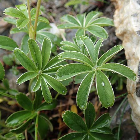 Alchemilla nitida \ Glanz-Frauenmantel / Silver Lady's Mantle, F Col de la Bonette 8.7.2016