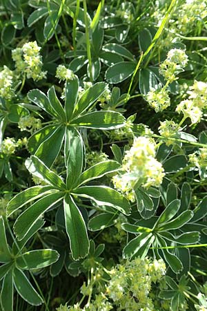 Alchemilla nitida \ Glanz-Frauenmantel / Silver Lady's Mantle, F Col de la Cayolle 9.7.2016