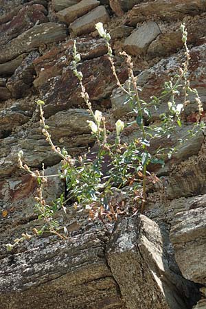 Antirrhinum latifolium \ Breitblttriges Lwenmaul / Yellow Snapdragon, F Pyrenäen/Pyrenees, Prioré Serabona 25.7.2018
