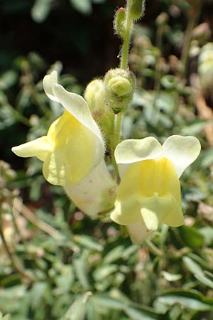 Antirrhinum latifolium \ Breitblttriges Lwenmaul / Yellow Snapdragon, F Pyrenäen/Pyrenees, Prioré Serabona 25.7.2018