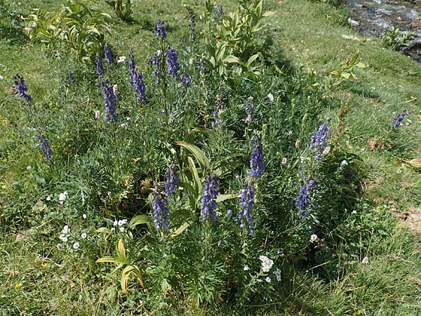 Aconitum napellus subsp. napellus \ Gewhnlicher Blauer Eisenhut / Monk's-Hood, F Pyrenäen/Pyrenees, Eyne 4.8.2018