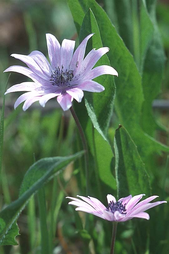 Anemone hortensis \ Stern-Anemone / Broad-Leaved Anemone, F Hy&egrave;res 8.3.1998