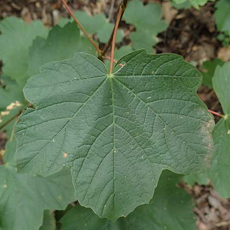 Acer obtusatum \ Schneeball-Ahorn / Bosnian Maple, Italian Maple, F Pyrenäen/Pyrenees, Saint-Martin du Canigou 25.7.2018