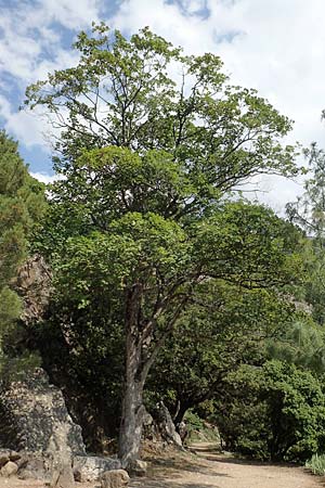 Acer obtusatum \ Schneeball-Ahorn / Bosnian Maple, Italian Maple, F Pyrenäen/Pyrenees, Saint-Martin du Canigou 25.7.2018