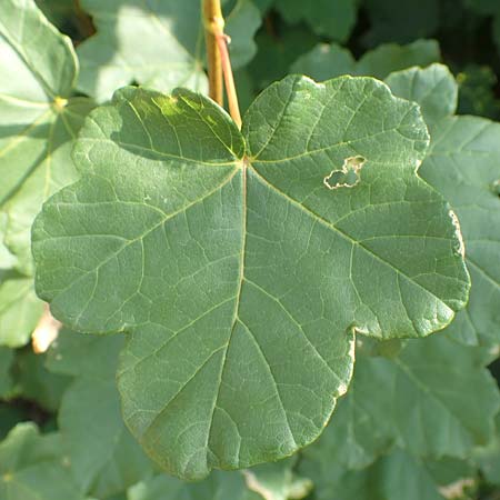 Acer obtusatum \ Schneeball-Ahorn / Bosnian Maple, Italian Maple, F Pyrenäen/Pyrenees, Saint-Martin du Canigou 25.7.2018