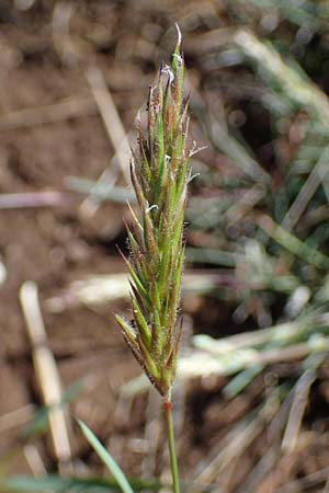 Anthoxanthum odoratum \ Gewhnliches Ruch-Gras / Sweet Vernal Grass, F Caussols 2.5.2023