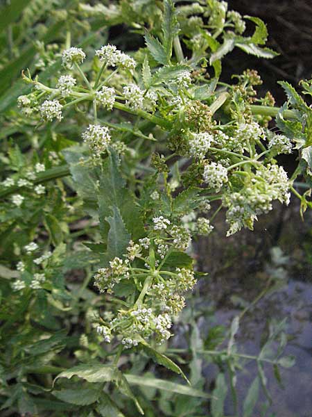 Apium nodiflorum \ Knotenbltige Sellerie / Fool's Water-Cress, F Les Baux 10.6.2006