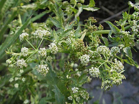 Apium nodiflorum \ Knotenbltige Sellerie / Fool's Water-Cress, F Les Baux 10.6.2006