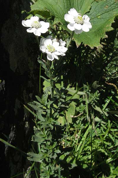 Achillea pyrenaica \ Pyren&auml;en-Sumpf-Schafgarbe / Pyrenean Sneezewort, F Pyren&auml;en/Pyrenees, Eyne 9.8.2006