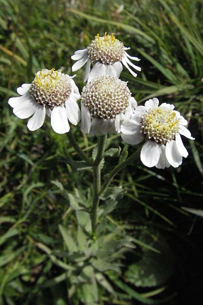 Achillea pyrenaica \ Pyren&auml;en-Sumpf-Schafgarbe / Pyrenean Sneezewort, F Pyren&auml;en/Pyrenees, Eyne 9.8.2006