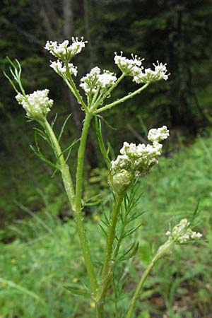 Meum athamanticum \ Brwurz / Spignel, F Col de l'Allimas 17.5.2007