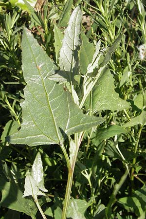 Atriplex prostrata ? \ Spie-Melde, Spieblttrige Melde / Spear-Leaved Orache, F Stes. Maries 26.5.2009