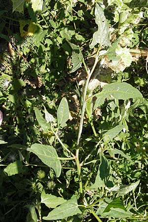 Atriplex prostrata ? \ Spie-Melde, Spieblttrige Melde / Spear-Leaved Orache, F Stes. Maries 26.5.2009