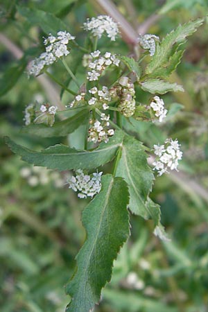 Apium nodiflorum \ Knotenbltige Sellerie / Fool's Water-Cress, F Saint-Guilhem-le-Desert 1.6.2009