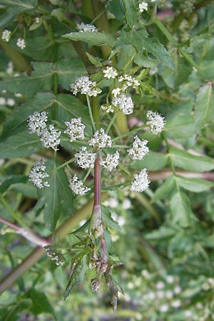Apium nodiflorum \ Knotenbltige Sellerie / Fool's Water-Cress, F Saint-Guilhem-le-Desert 1.6.2009