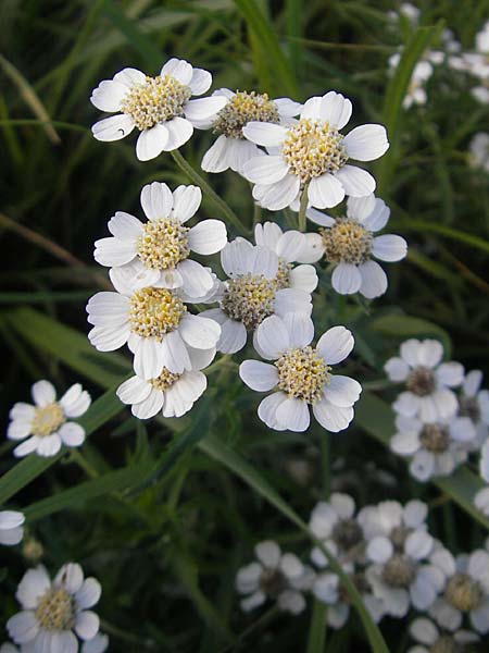 Achillea pyrenaica \ Pyren&auml;en-Sumpf-Schafgarbe / Pyrenean Sneezewort, F Auvergne Donjon 27.8.2011