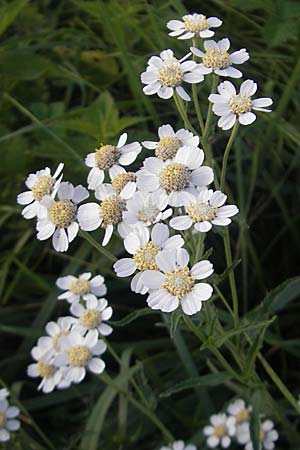 Achillea pyrenaica \ Pyren&auml;en-Sumpf-Schafgarbe / Pyrenean Sneezewort, F Auvergne Donjon 27.8.2011
