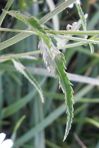 Achillea pyrenaica \ Pyren&auml;en-Sumpf-Schafgarbe / Pyrenean Sneezewort, F Auvergne Donjon 27.8.2011