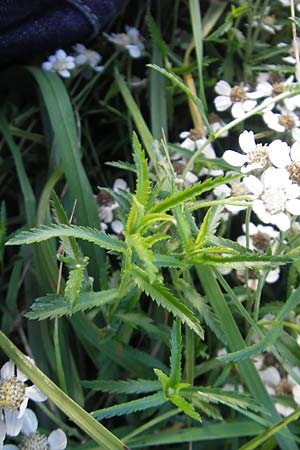 Achillea pyrenaica \ Pyren&auml;en-Sumpf-Schafgarbe / Pyrenean Sneezewort, F Auvergne Donjon 27.8.2011