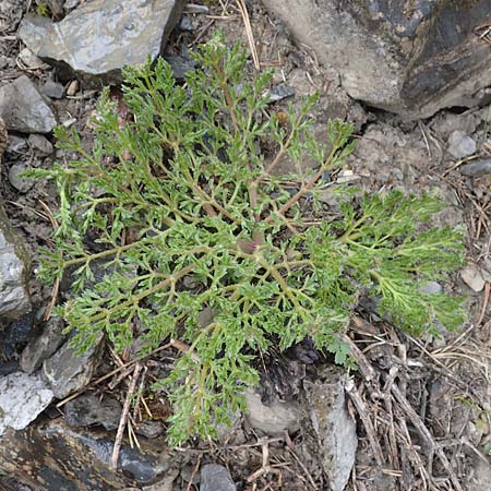 Apiaceae spec3 ? \ Doldenbl�tler / Umbellifer, F Col de la Bonette 8.7.2016