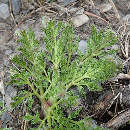 Apiaceae spec3 ? \ Doldenbl�tler / Umbellifer, F Col de la Bonette 8.7.2016