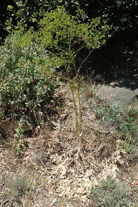 Apiaceae spec4 ? \ Doldenbl�tler / Umbellifer, F Pyren&auml;en/Pyrenees, Sougia 23.7.2018