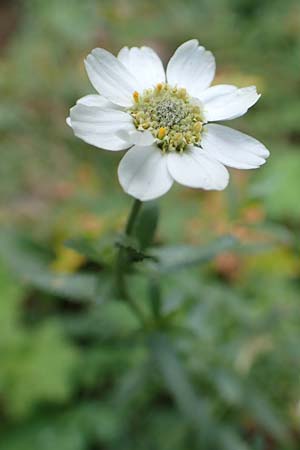 Achillea pyrenaica \ Pyren&auml;en-Sumpf-Schafgarbe / Pyrenean Sneezewort, F Pyren&auml;en/Pyrenees, Eyne 4.8.2018