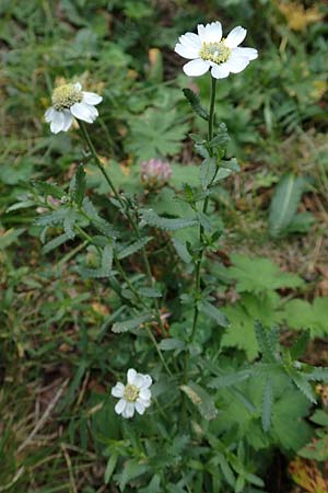 Achillea pyrenaica \ Pyren&auml;en-Sumpf-Schafgarbe / Pyrenean Sneezewort, F Pyren&auml;en/Pyrenees, Eyne 4.8.2018