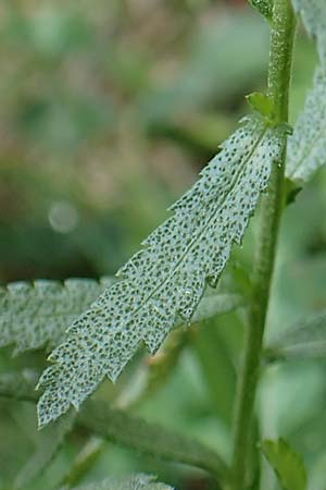 Achillea pyrenaica \ Pyren&auml;en-Sumpf-Schafgarbe / Pyrenean Sneezewort, F Pyren&auml;en/Pyrenees, Eyne 4.8.2018