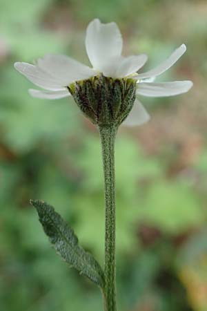 Achillea pyrenaica \ Pyren&auml;en-Sumpf-Schafgarbe / Pyrenean Sneezewort, F Pyren&auml;en/Pyrenees, Eyne 4.8.2018