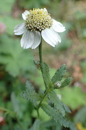 Achillea pyrenaica \ Pyren&auml;en-Sumpf-Schafgarbe / Pyrenean Sneezewort, F Pyren&auml;en/Pyrenees, Eyne 4.8.2018