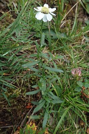 Achillea pyrenaica \ Pyren&auml;en-Sumpf-Schafgarbe / Pyrenean Sneezewort, F Pyren&auml;en/Pyrenees, Eyne 4.8.2018