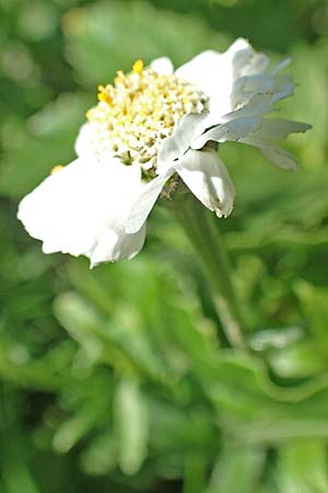 Achillea pyrenaica \ Pyren&auml;en-Sumpf-Schafgarbe / Pyrenean Sneezewort, F Pyren&auml;en/Pyrenees, Eyne 4.8.2018