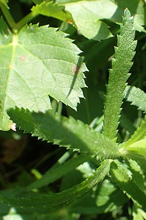 Achillea pyrenaica \ Pyren&auml;en-Sumpf-Schafgarbe / Pyrenean Sneezewort, F Pyren&auml;en/Pyrenees, Eyne 4.8.2018